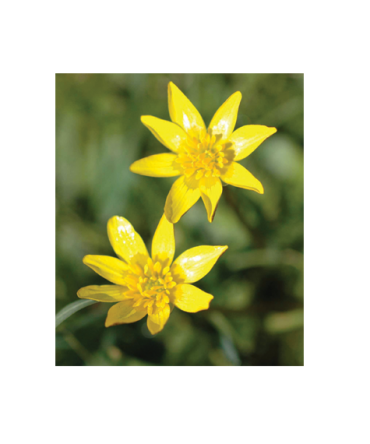 Celandine (Chelidonium Majus) -30ml