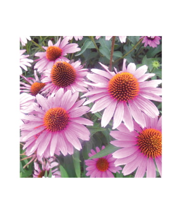 Cone Flower (Echinacea Angustifolia) -30ml