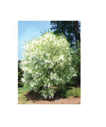 Fringe Tree (Chionanthus Virginicus) -30ml