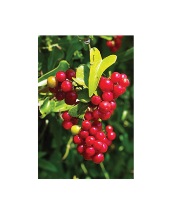 Sarsaparilla (Smilax Ornata) -30ml